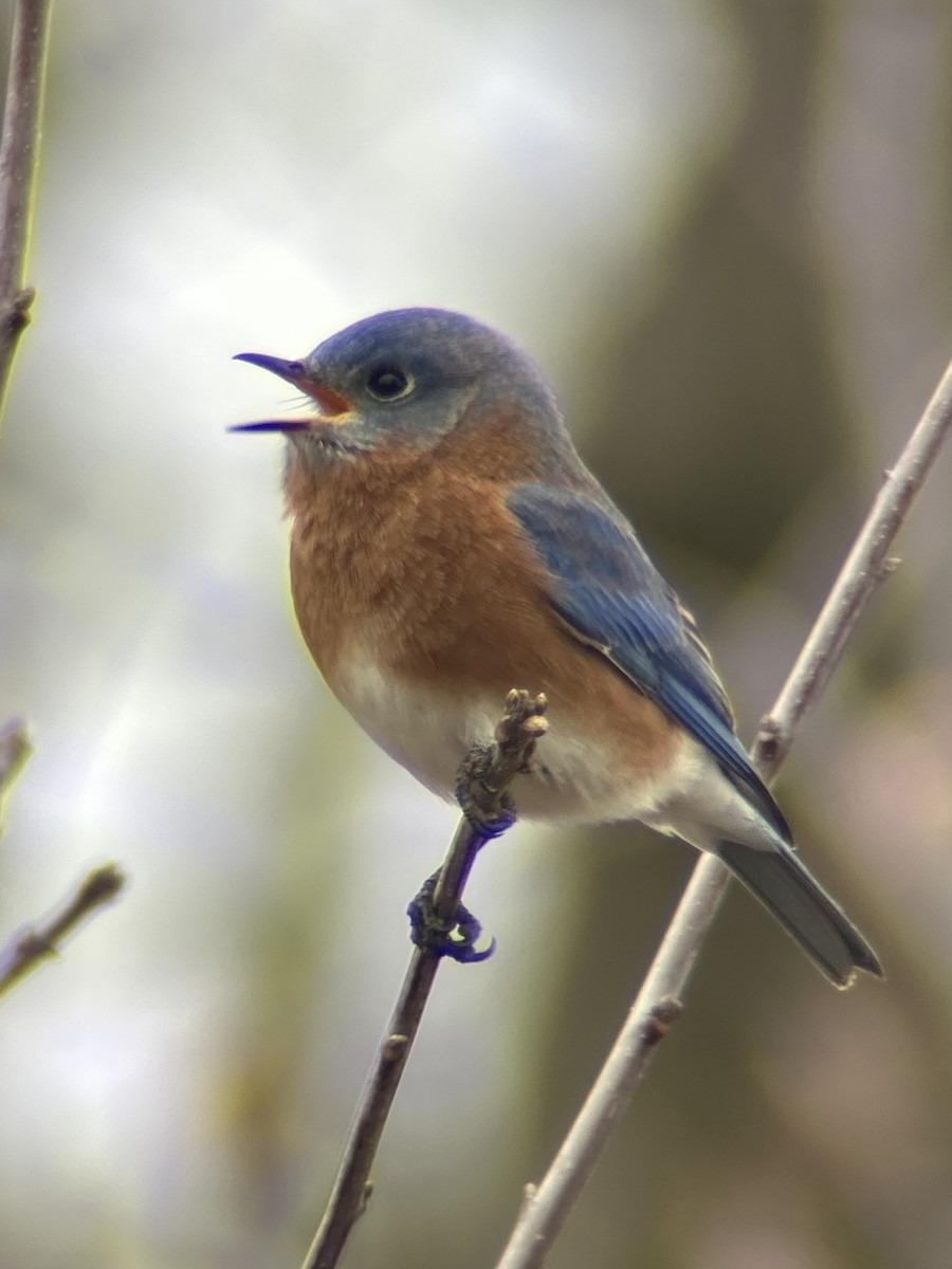 Eastern Bluebird - ML646755101