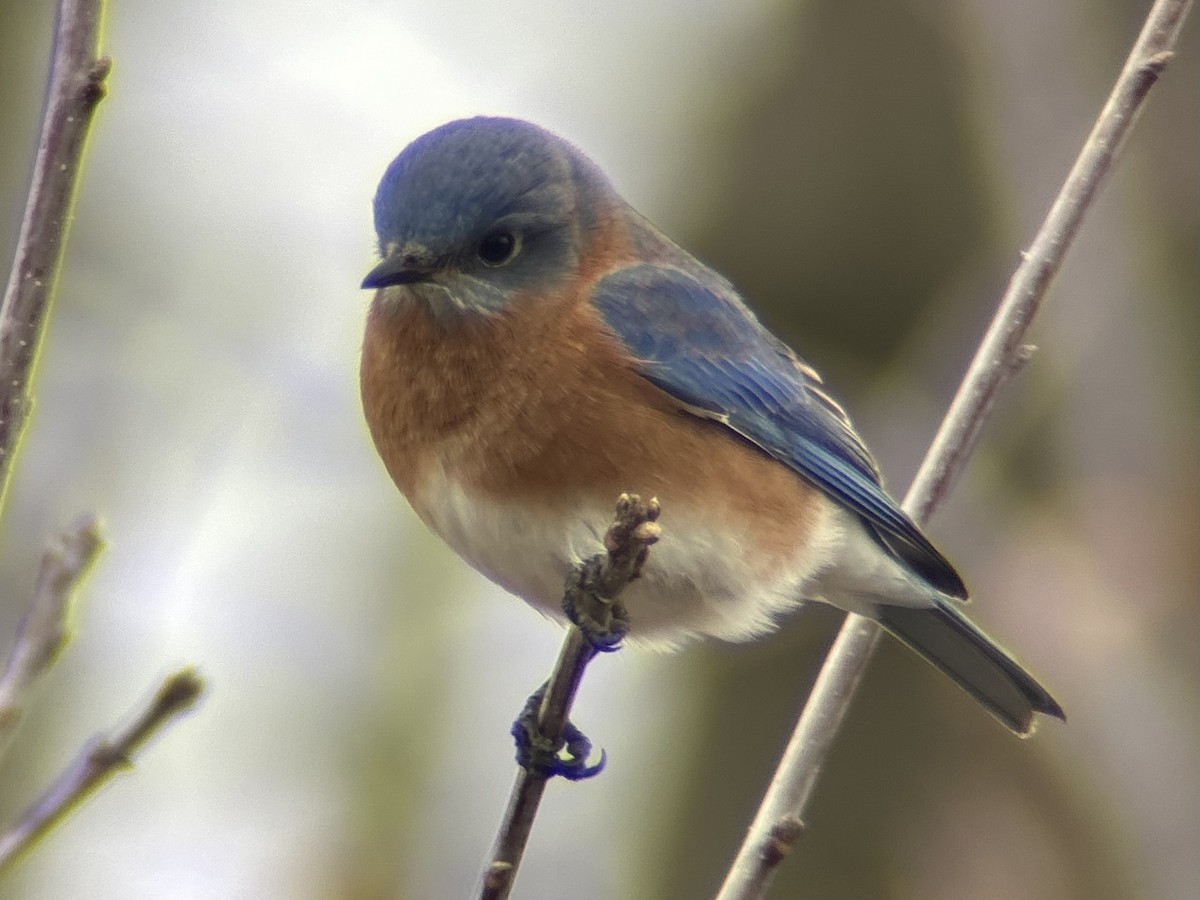Eastern Bluebird - ML646755102