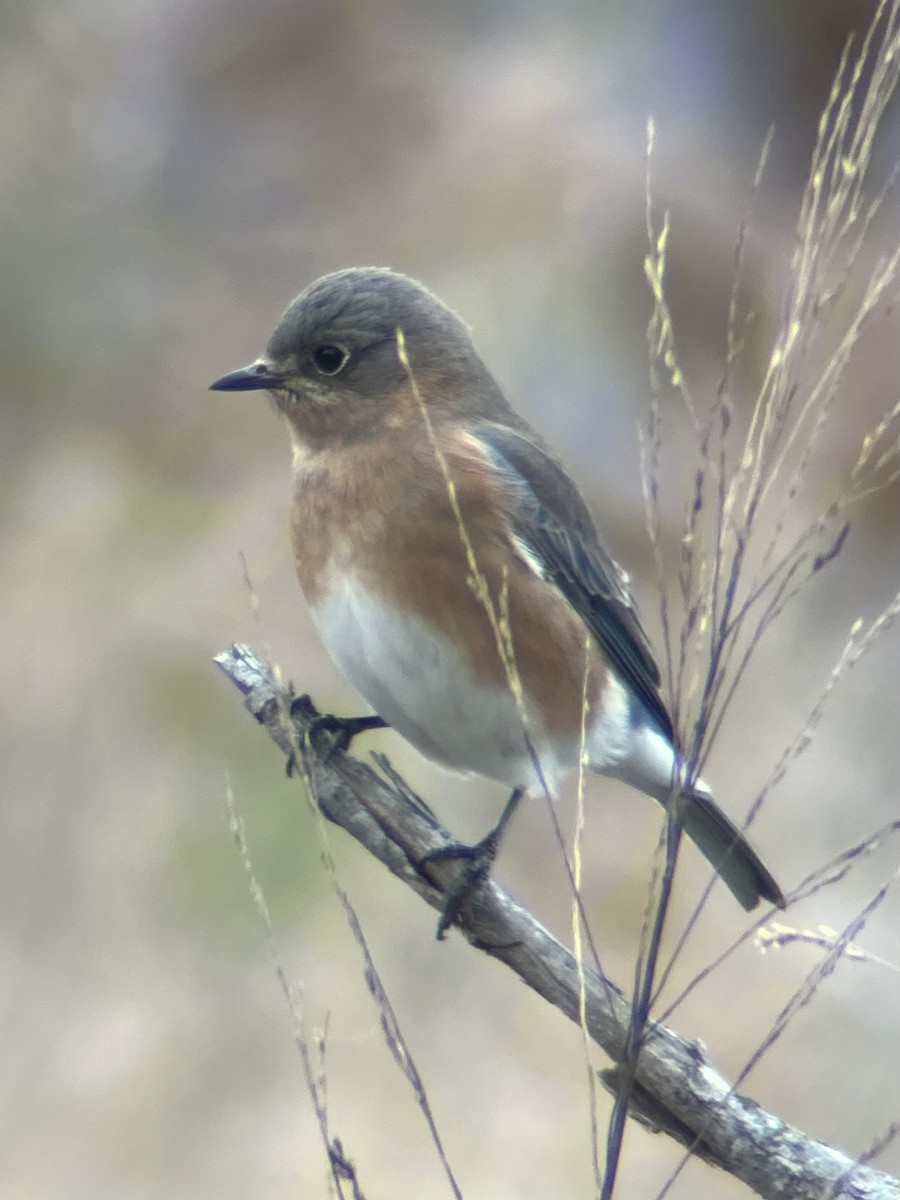 Eastern Bluebird - ML646755103
