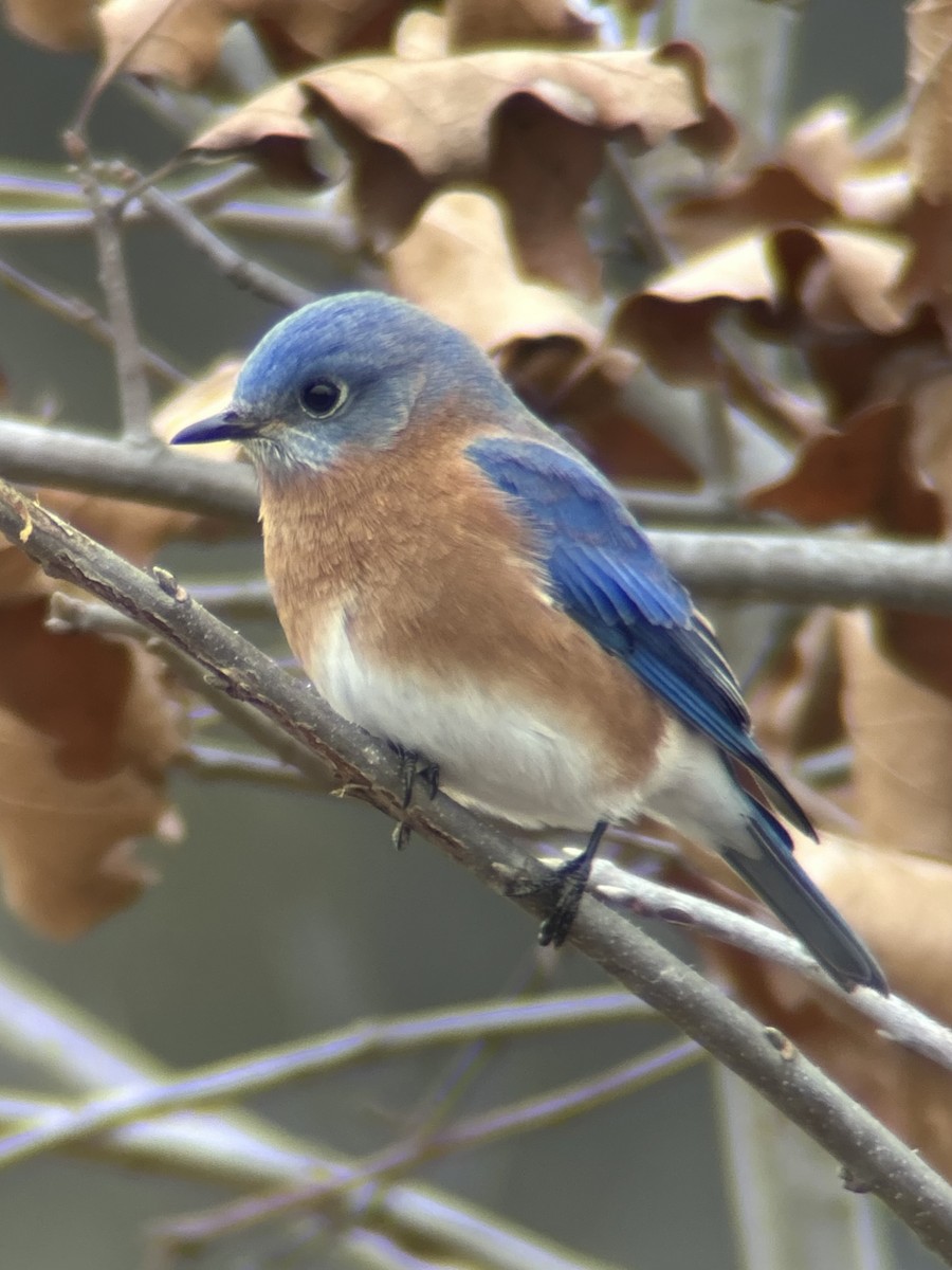 Eastern Bluebird - ML646755104