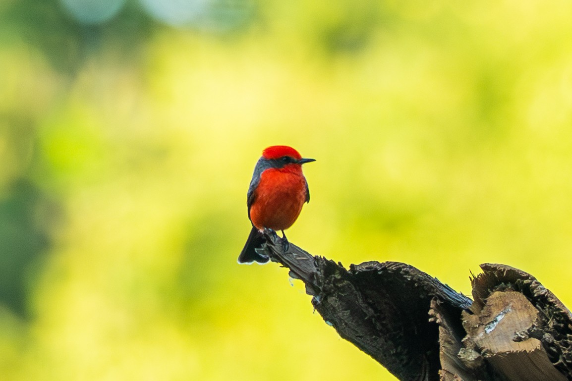 Москверо вогнистий - ML646755108