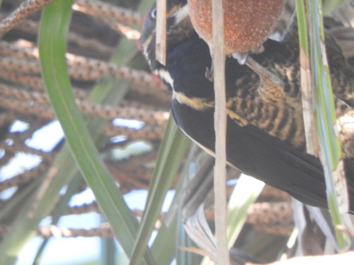 シマクマゲラ - ML646755109