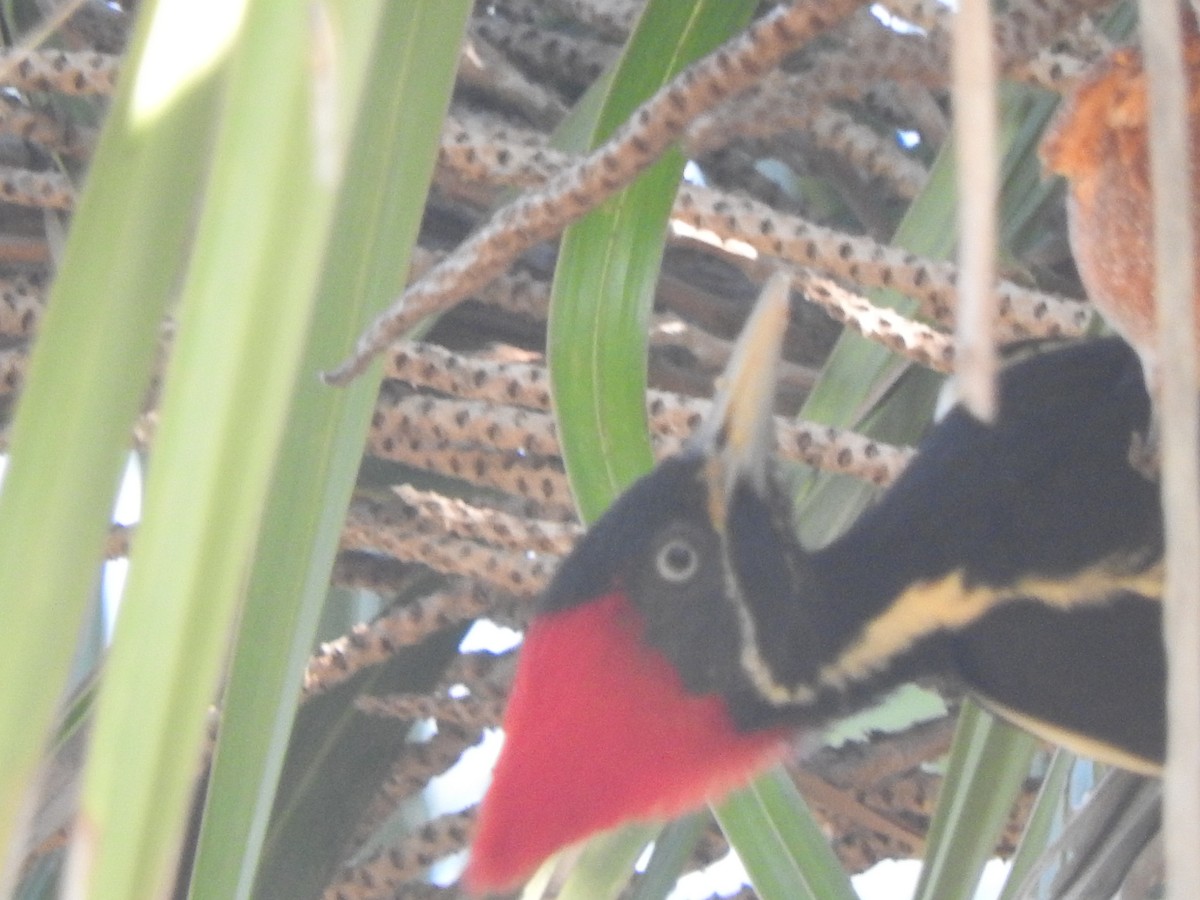 シマクマゲラ - ML646755110