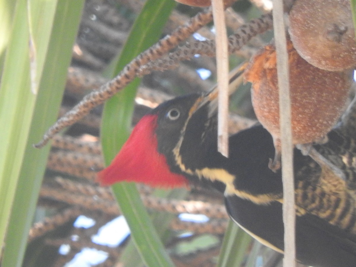 シマクマゲラ - ML646755111