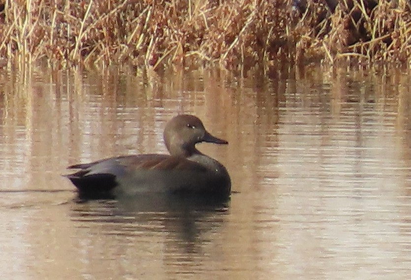 Boz Ördek - ML646755112