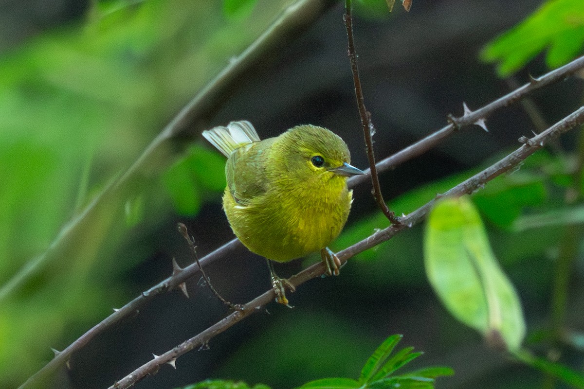 Червоїд оливковий - ML646755114