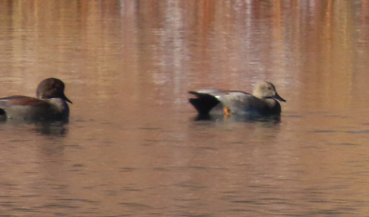 Boz Ördek - ML646755116