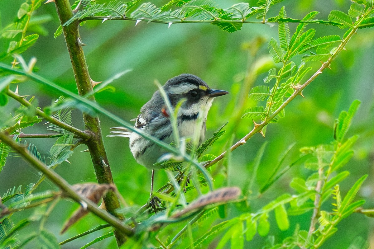 Black-throated Gray Warbler - ML646755117