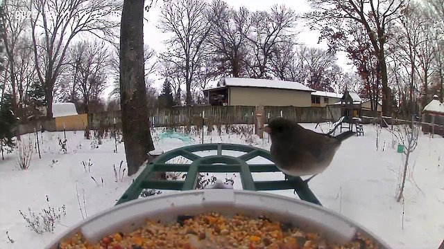 Dark-eyed Junco - ML646755119