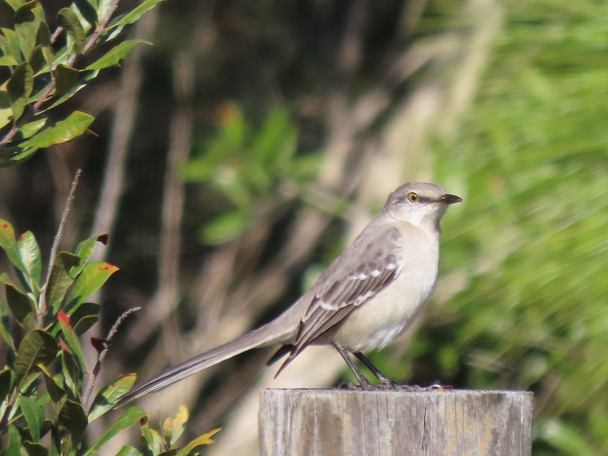 Northern Mockingbird - ML646755121