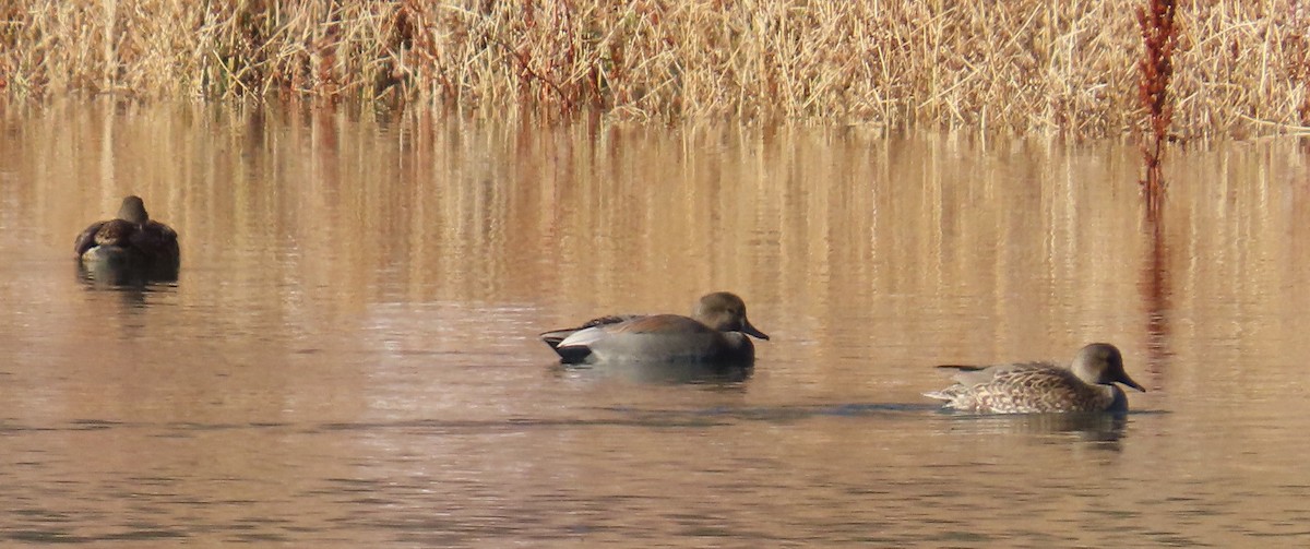 Boz Ördek - ML646755122