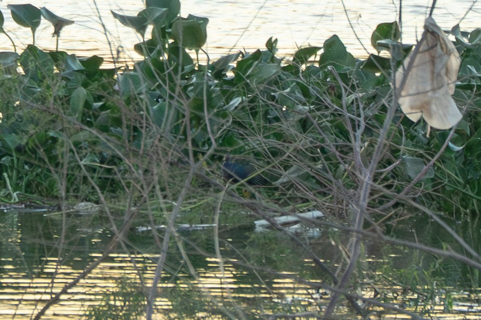 Purple Gallinule - ML646755125