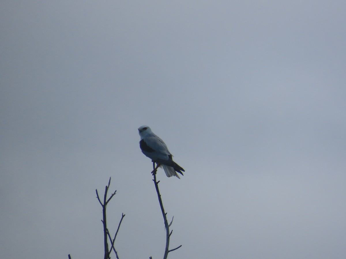 Black-shouldered Kite - ML646755126