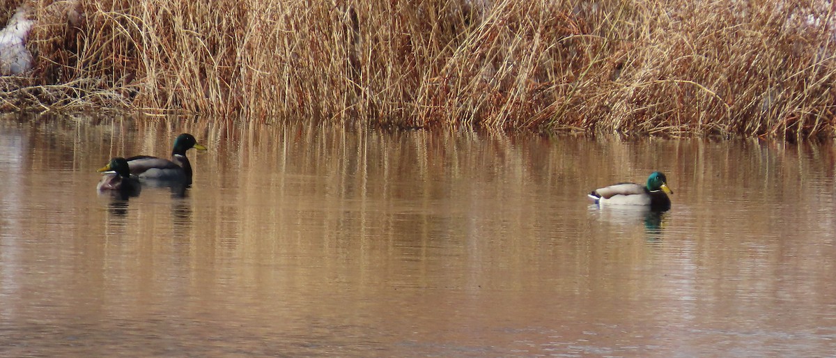 Mallard - ML646755127