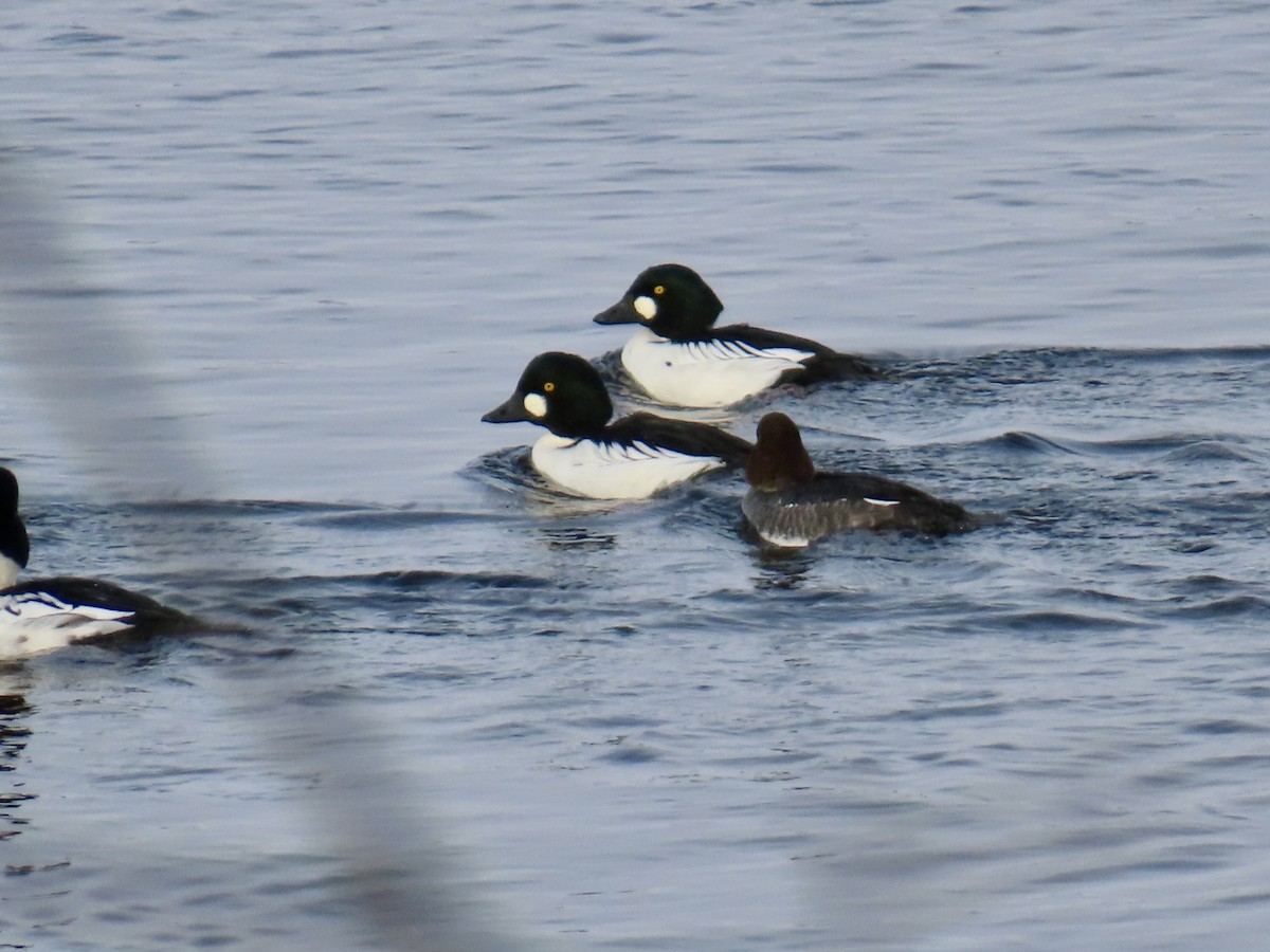 Common Goldeneye - ML646755129