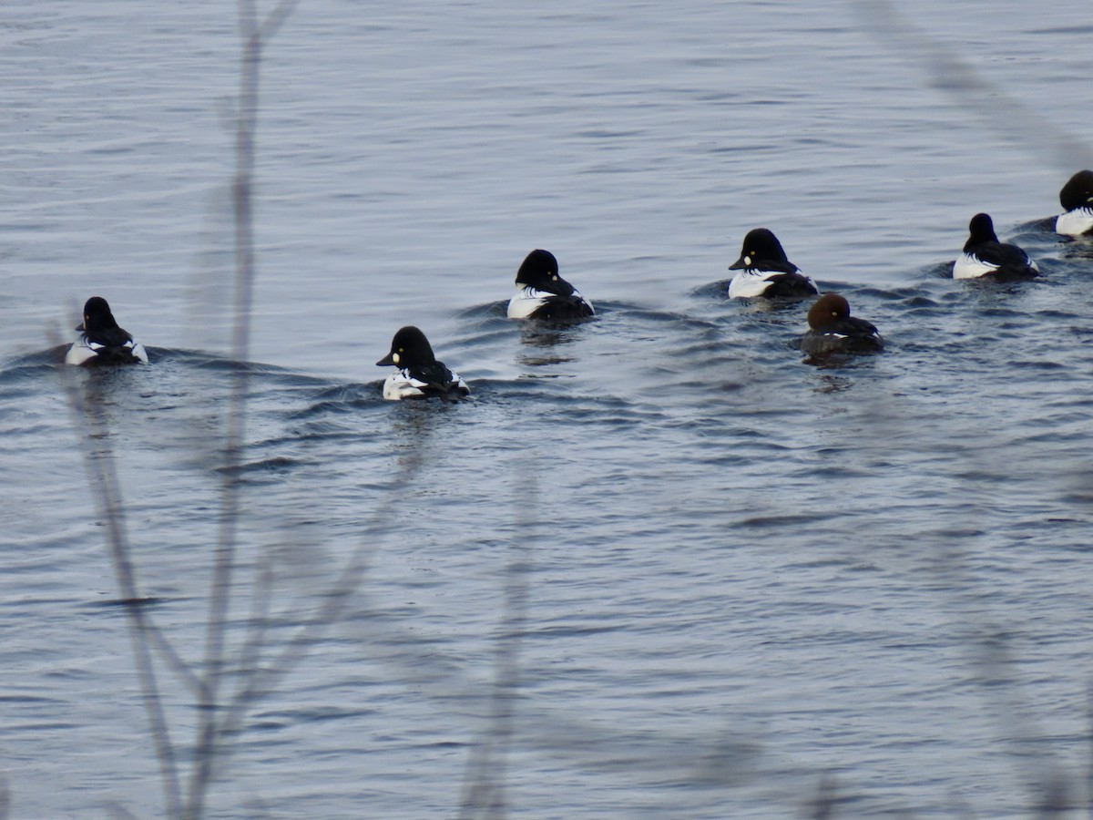 Common Goldeneye - ML646755130