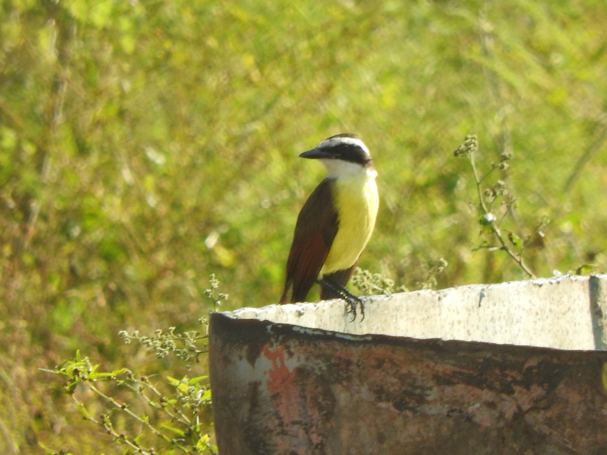 キバラオオタイランチョウ - ML646755131