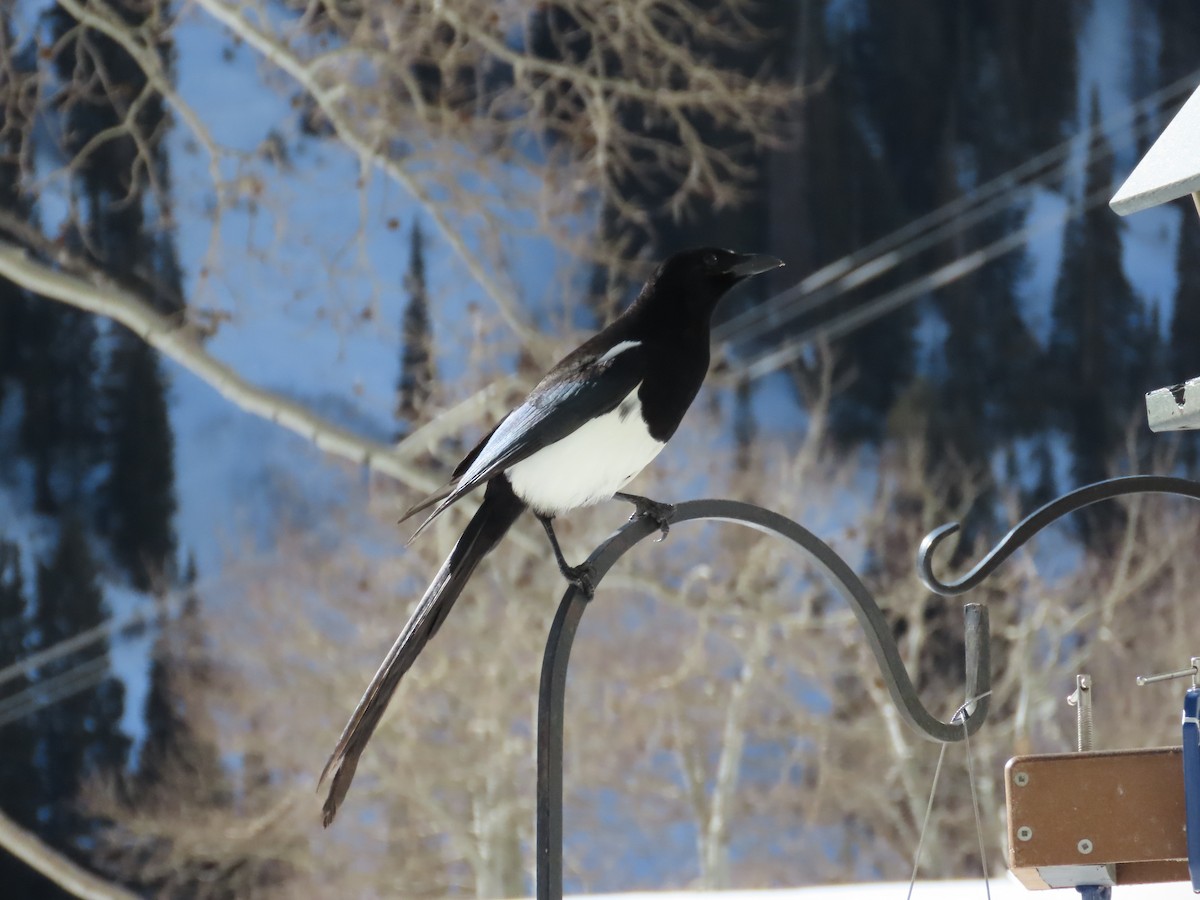 Black-billed Magpie - ML646755133