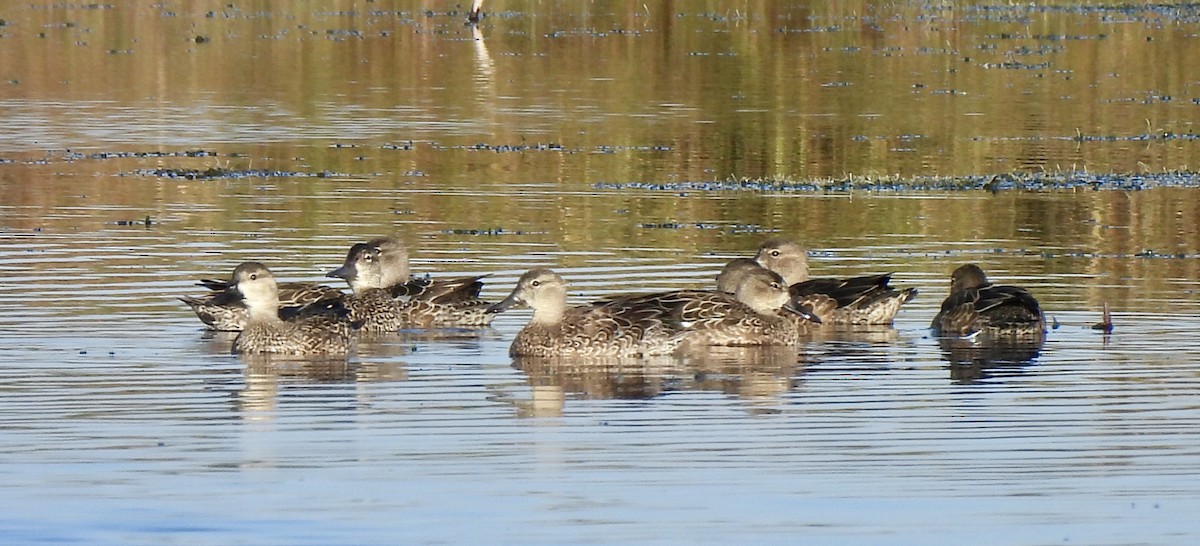Blue-winged Teal - ML646755134