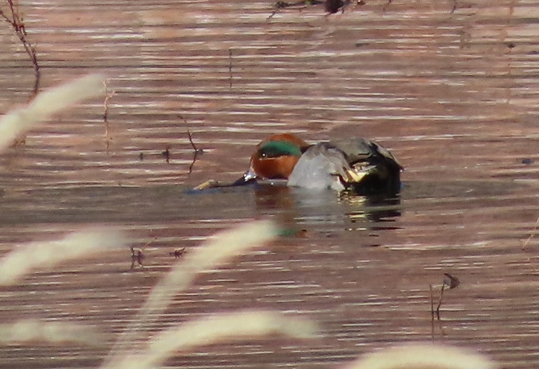 Green-winged Teal - ML646755135