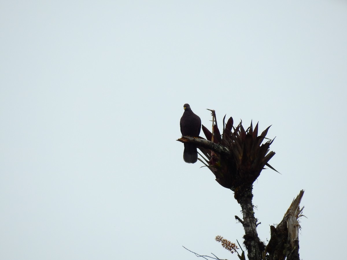 Band-tailed Pigeon - ML646755136