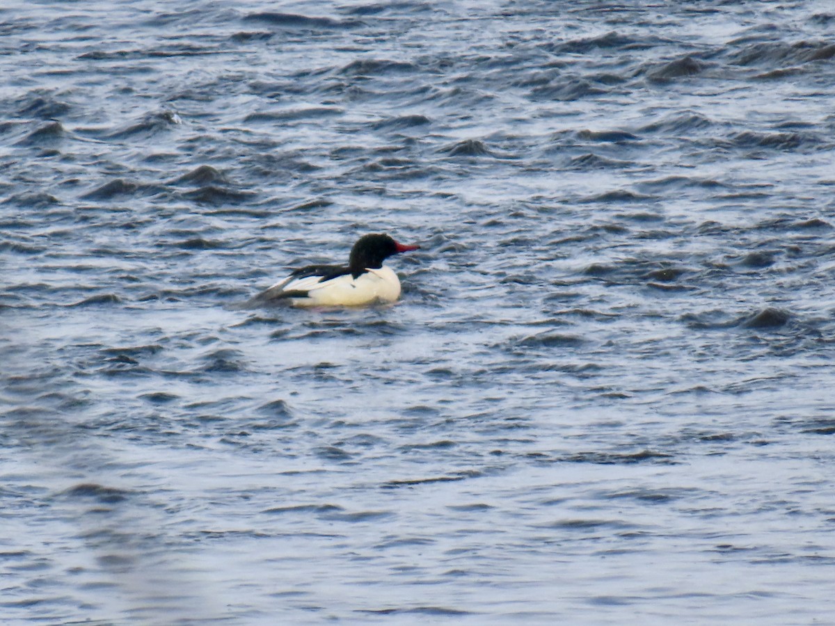 Common Merganser - ML646755141