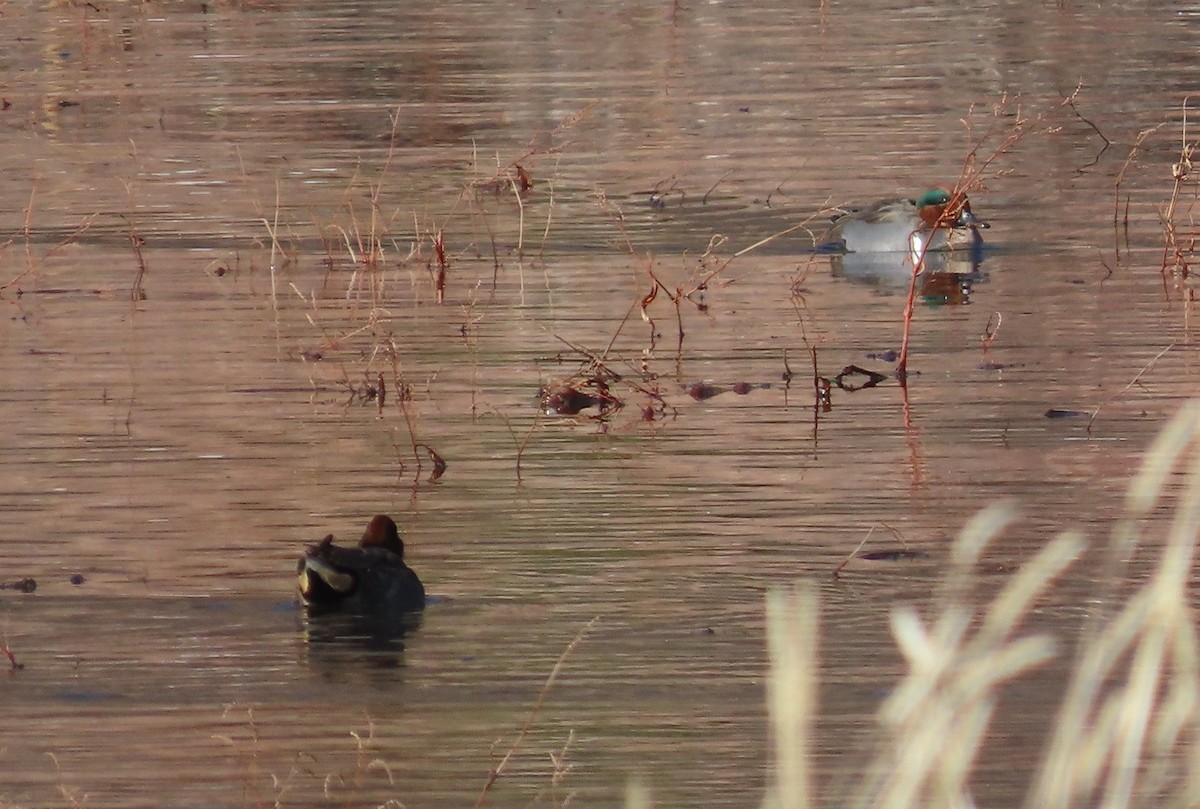 Green-winged Teal - ML646755144