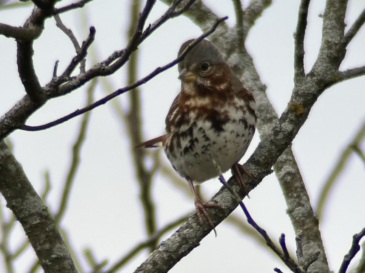 Fox Sparrow - ML646755147