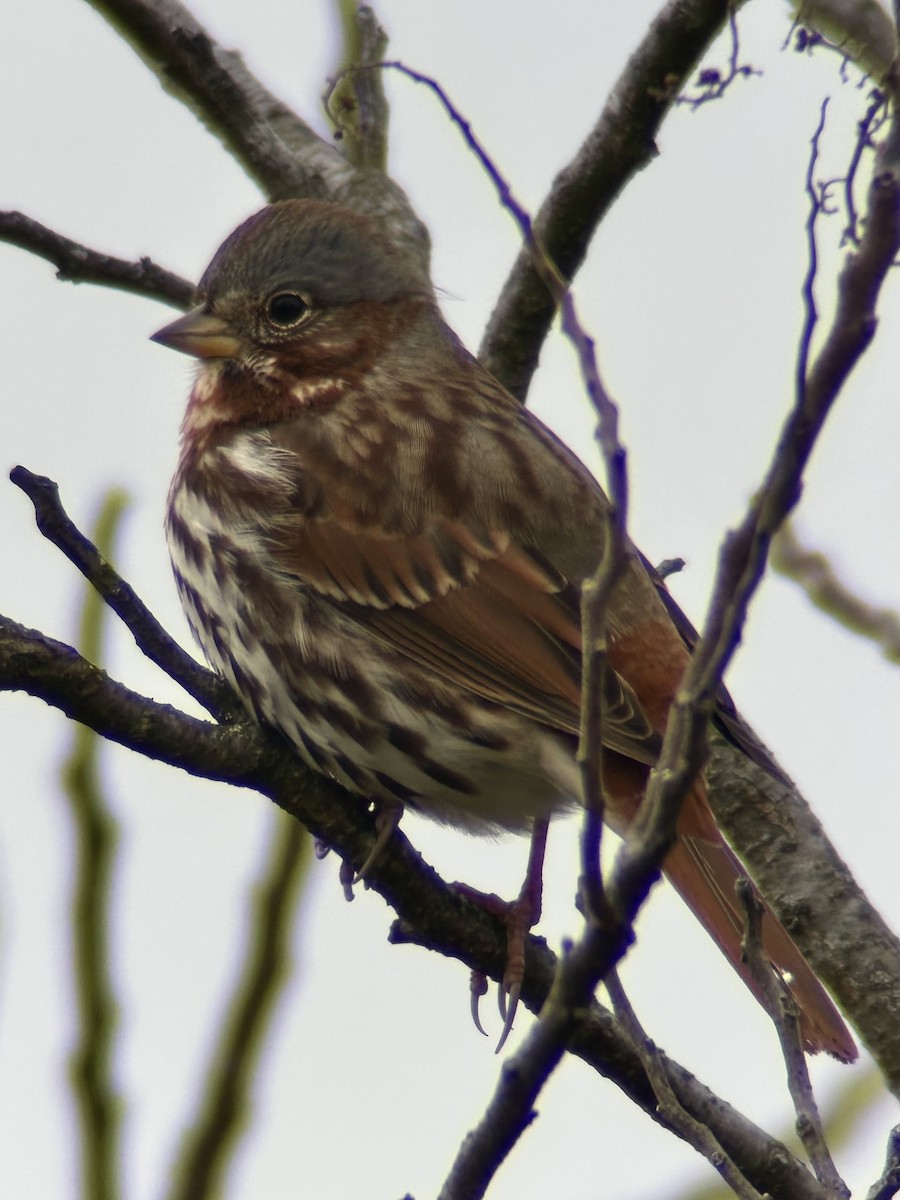 Fox Sparrow - ML646755148
