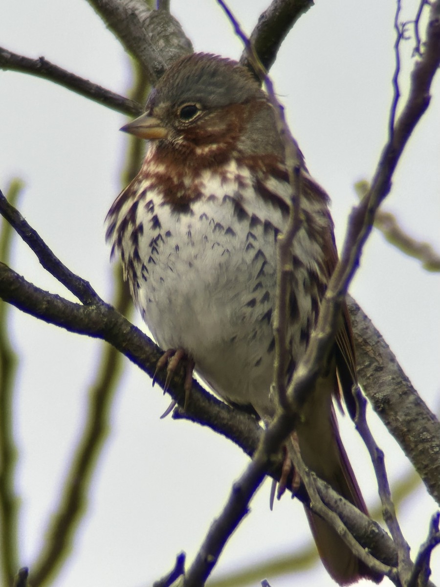 Fox Sparrow - ML646755149