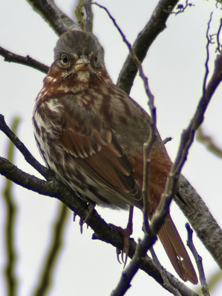 Fox Sparrow - ML646755150