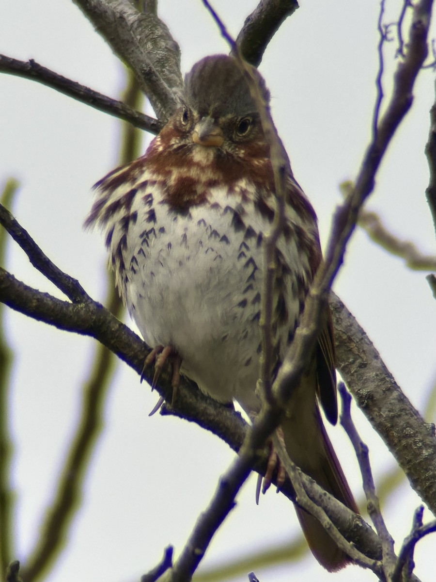 Fox Sparrow - ML646755151