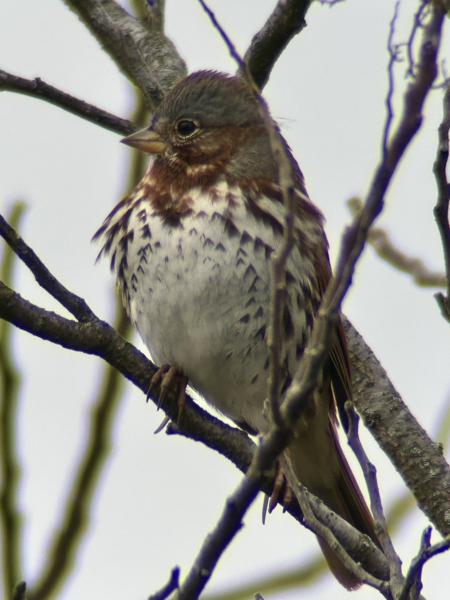 Fox Sparrow - ML646755152