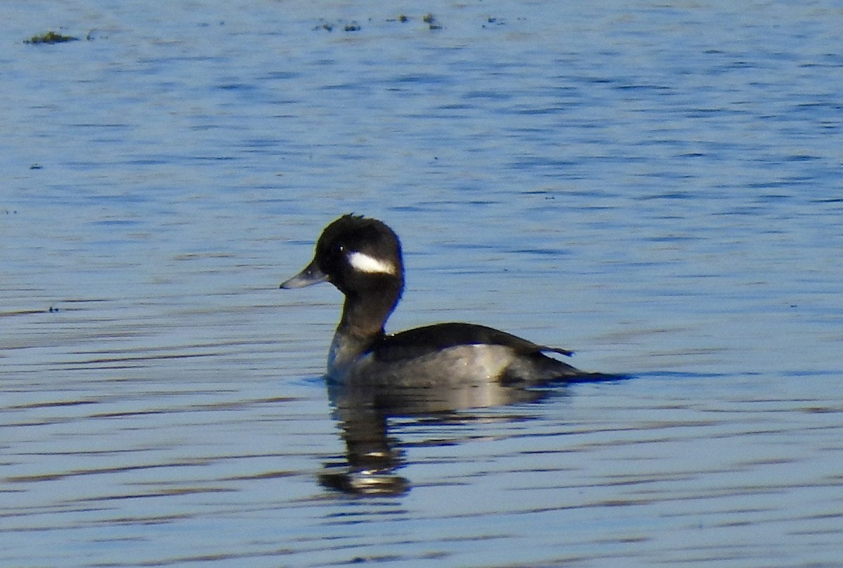 Bufflehead - ML646755154