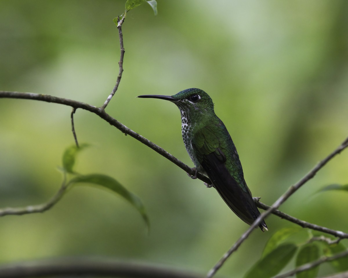 blåsmykkebriljant - ML646755158