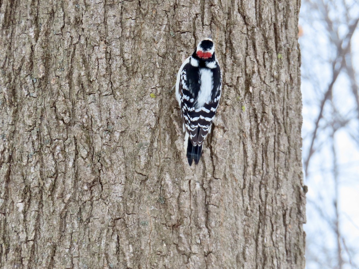 Downy Woodpecker - ML646755166