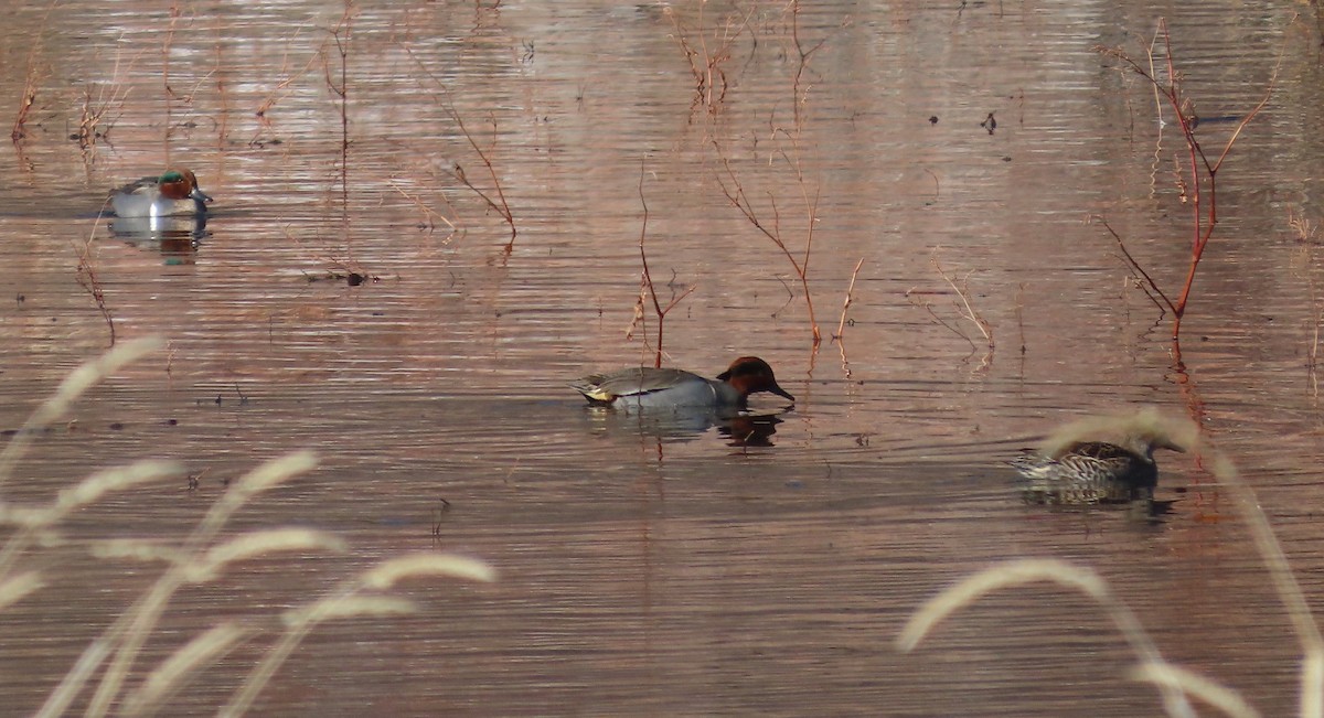 Green-winged Teal - ML646755167