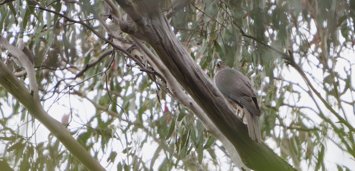 Collared Sparrowhawk/Brown Goshawk - ML646755168