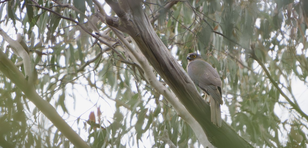 Collared Sparrowhawk/Brown Goshawk - ML646755169