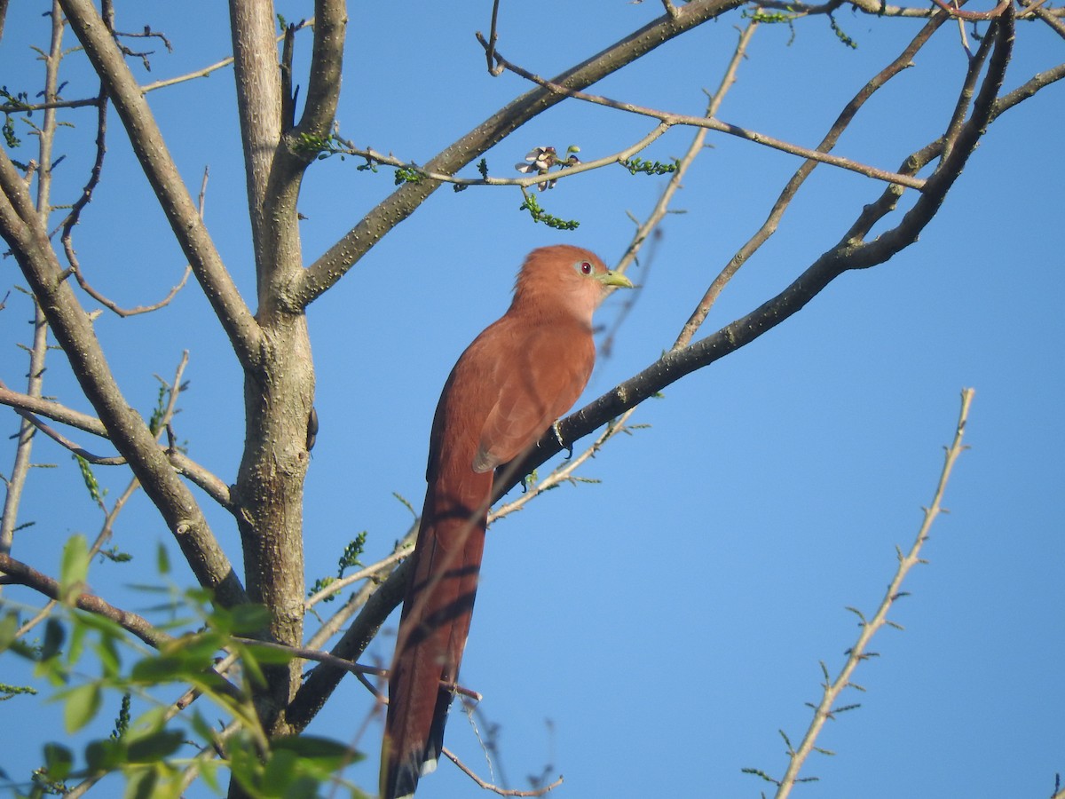 Mexican Squirrel-Cuckoo - ML646755170