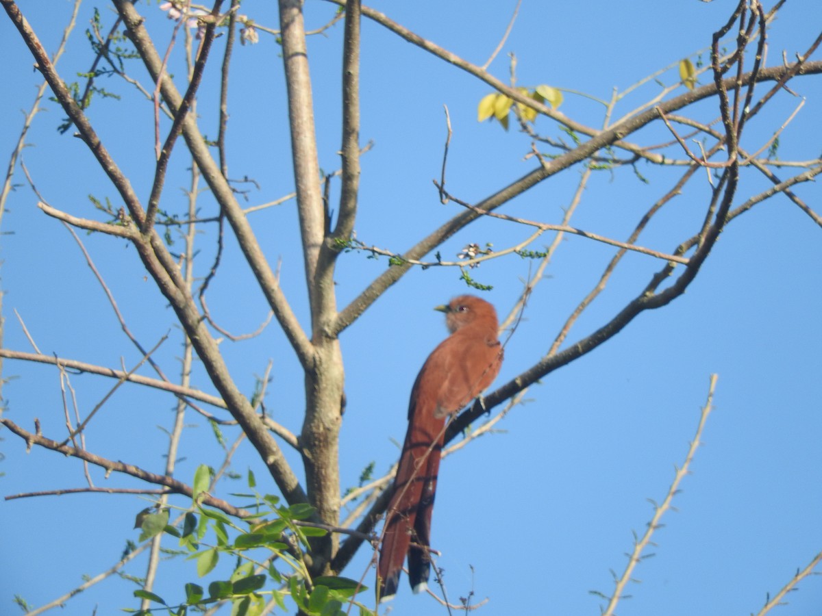 Mexican Squirrel-Cuckoo - ML646755171