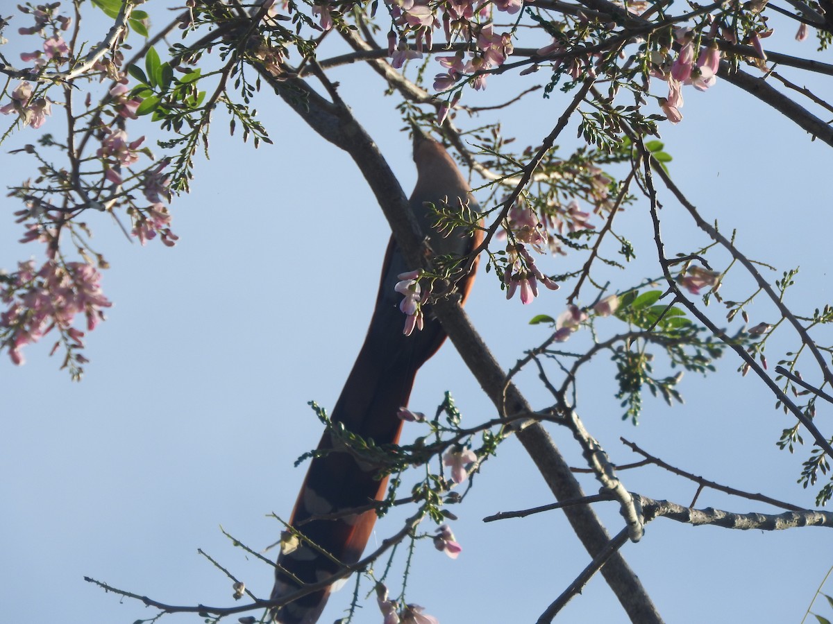 Mexican Squirrel-Cuckoo - ML646755172