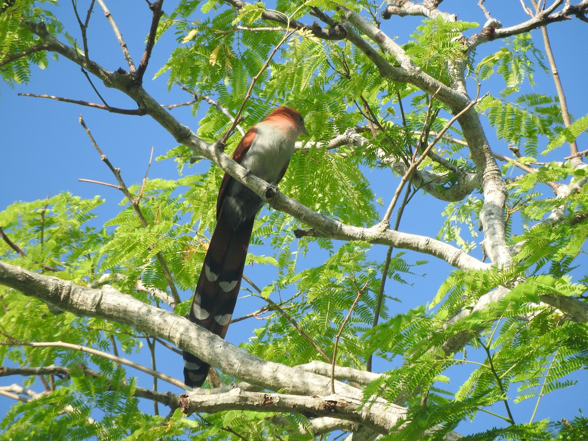 Mexican Squirrel-Cuckoo - ML646755173