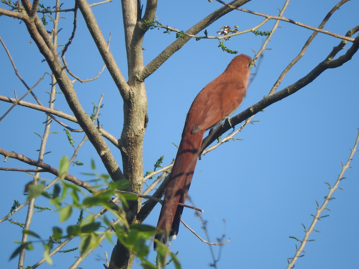 Mexican Squirrel-Cuckoo - ML646755174