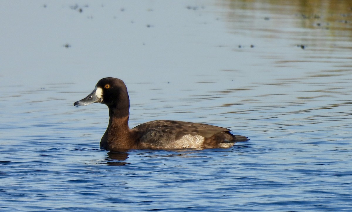 Lesser Scaup - ML646755175