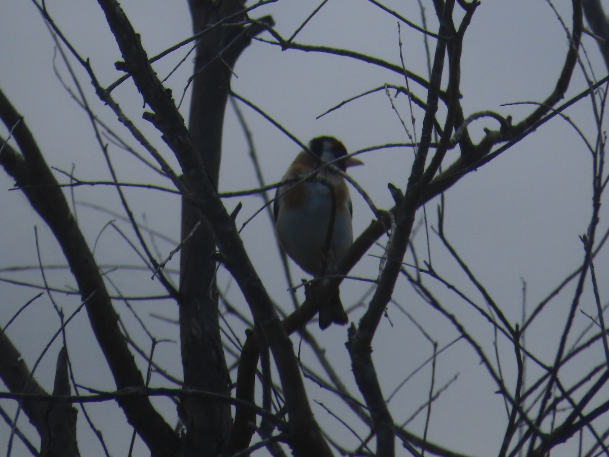 European Goldfinch - ML646755176