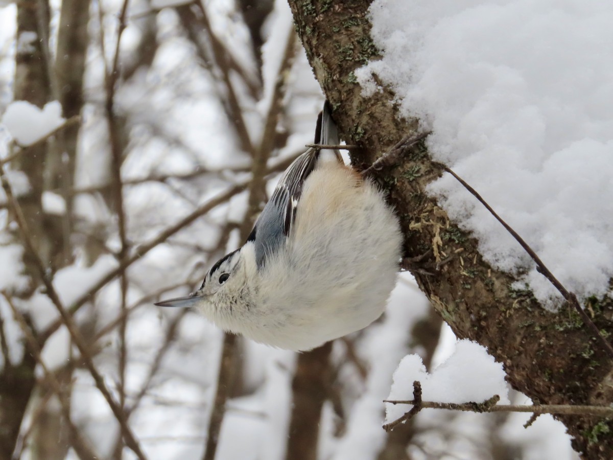 White-breasted Nuthatch - ML646755177