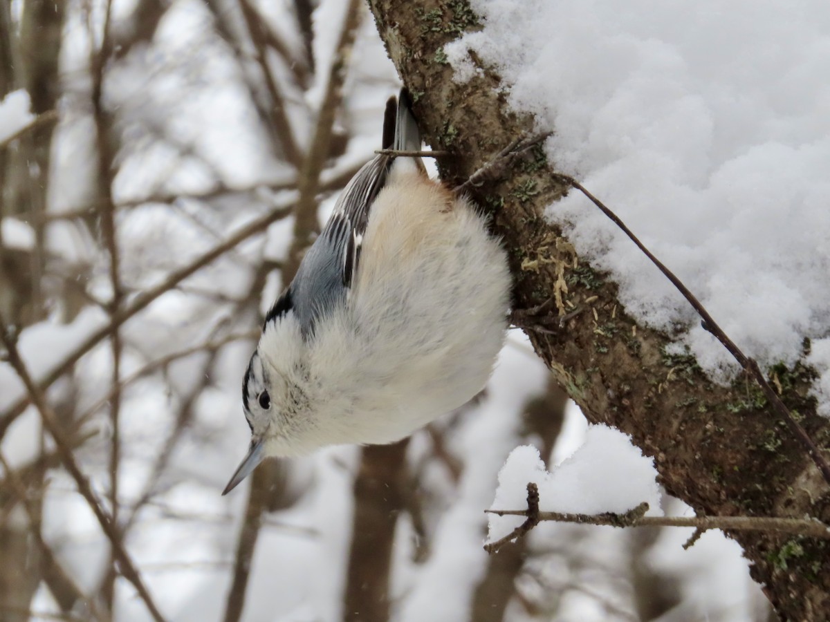 White-breasted Nuthatch - ML646755178