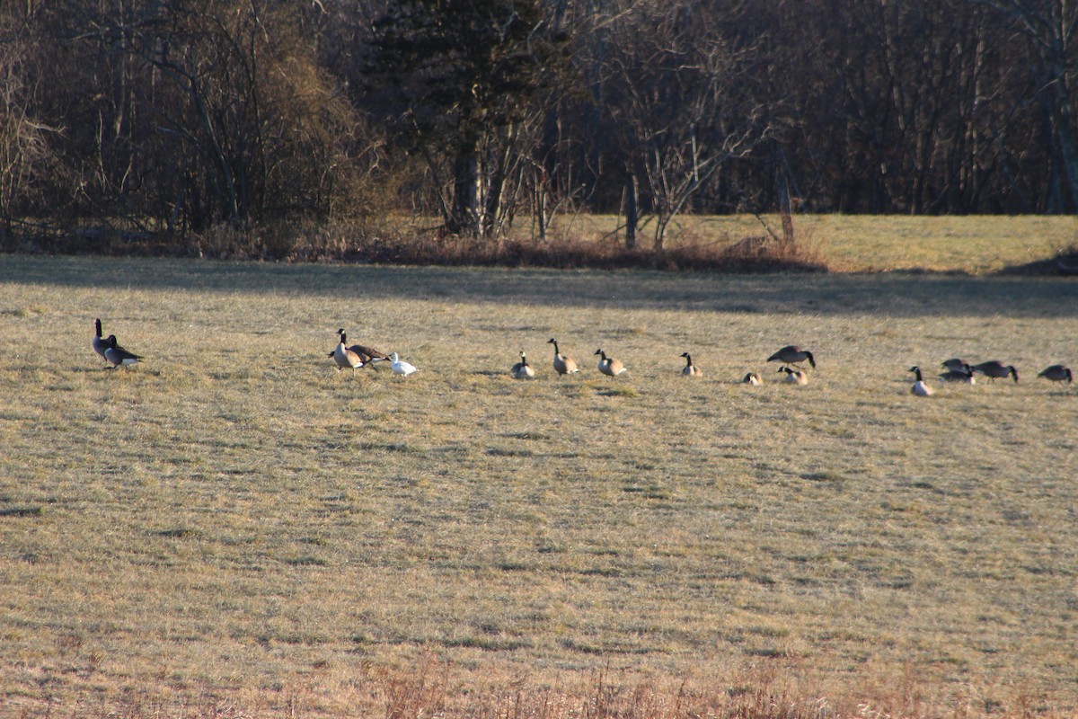 Ross's Goose - ML646755179