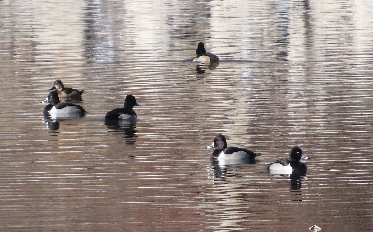 Ring-necked Duck - ML646755180